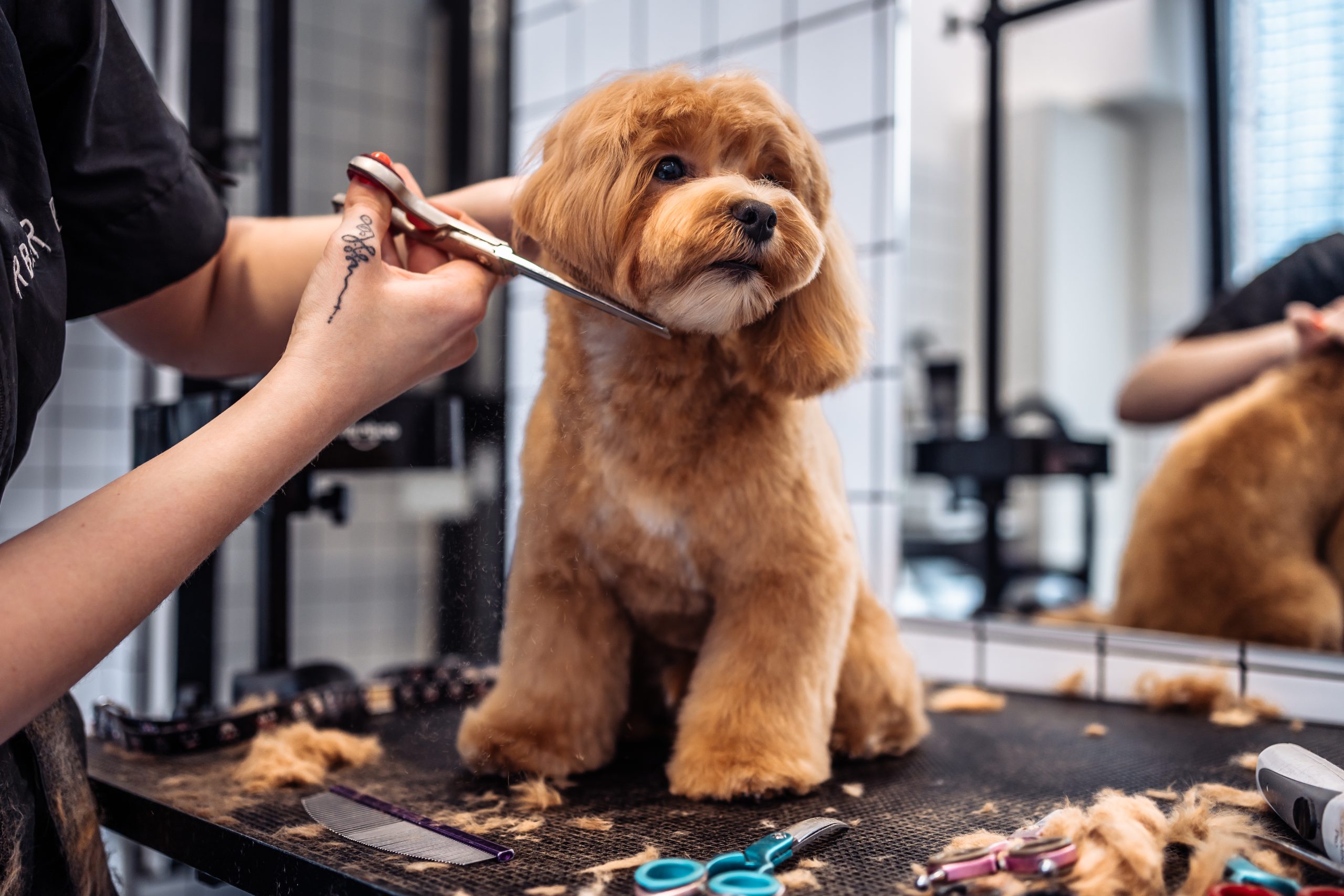 La toelettatura è un momento di relax per il nostro Fido? - Dustin